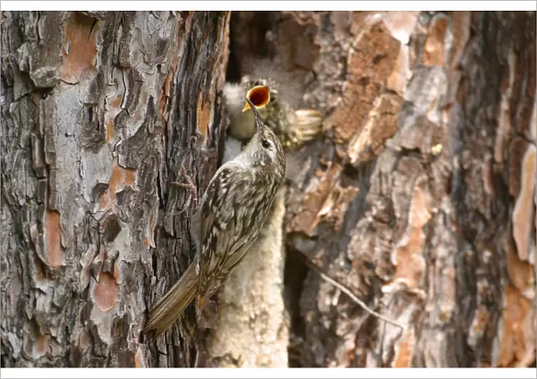 Young Short-toed Treecreepers at nest, Certhia brachydactyla