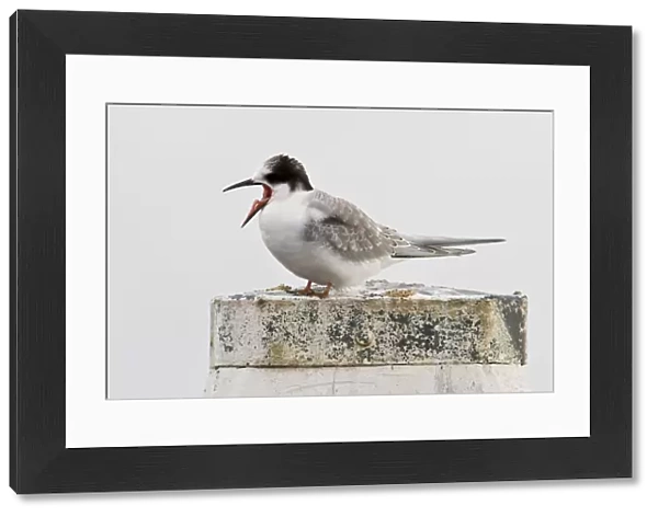 Immature Arctic Tern, Sterna paradisaea
