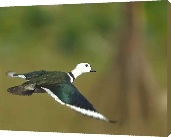 Male Cotton Pygmy-goose in flight