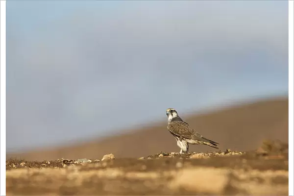 Lanner Falcon (Falco biarmicus) perched on the ground of a desert, Falco biarmicus, Morocco