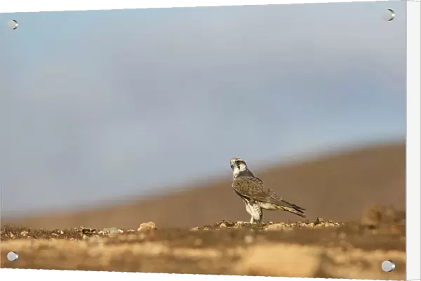 Lanner Falcon (Falco biarmicus) perched on the ground of a desert, Falco biarmicus, Morocco