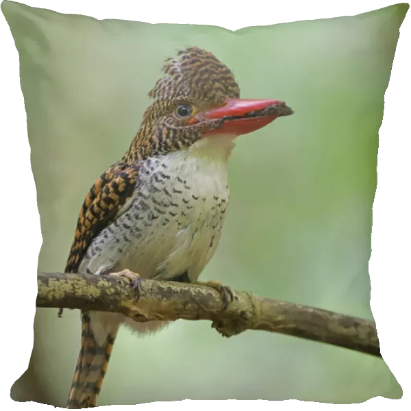 Female Banded Kingfisher on branch with prey, Lacedo pulchella