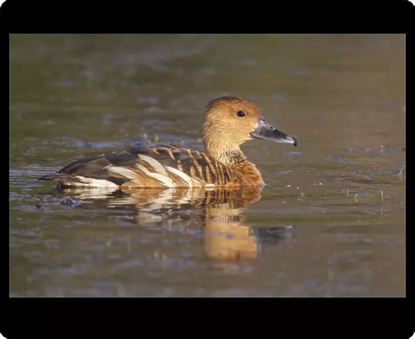 Fulvous Whistling-Duck, United States
