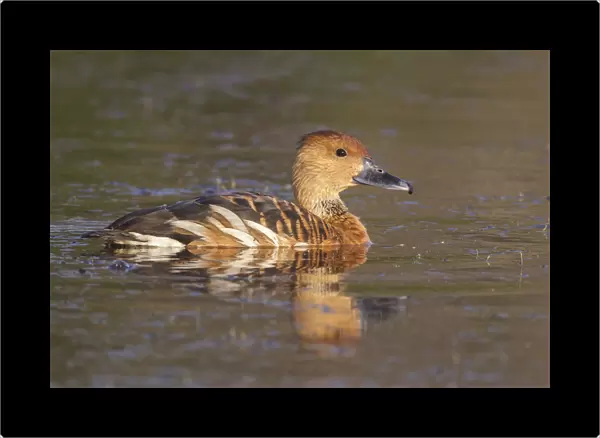 Fulvous Whistling-Duck, United States