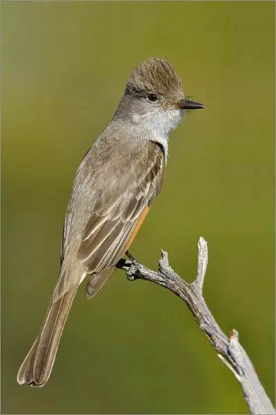 Ash-throated Flycatcher, Myiarchus cinerascens