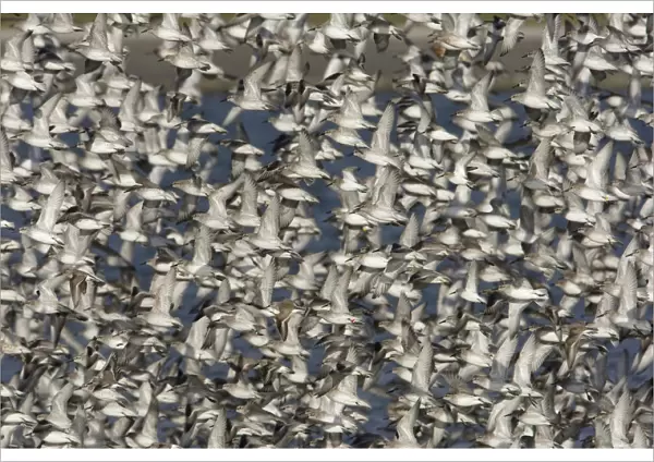 Large flock of Red Knots, Calidris canutus, Netherlands