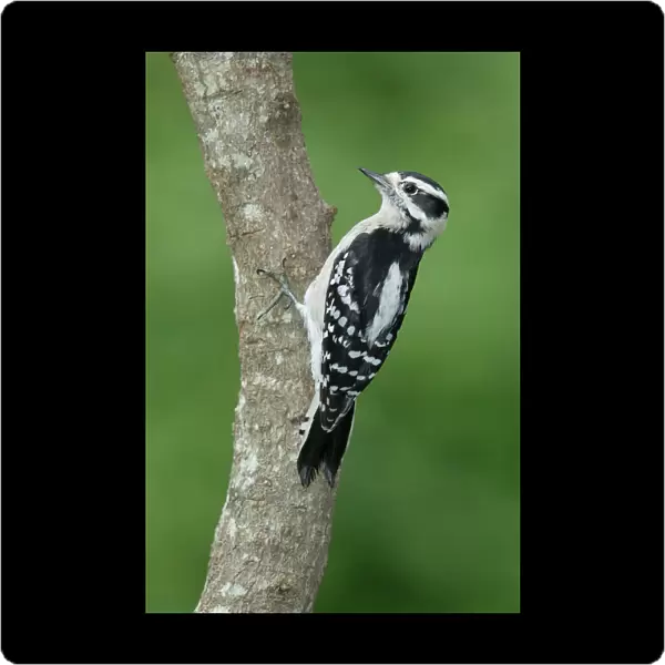 Downy Woodpecker, Dryobates pubescens