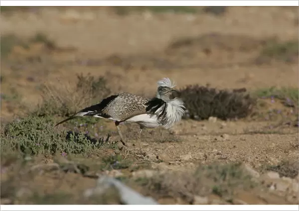 Canary Islands Bustard adult male displaying