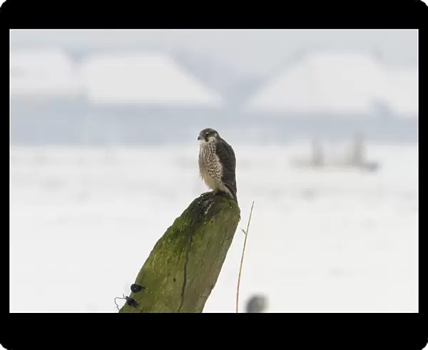 Peregrine Falcon adult perched, Falco peregrinus