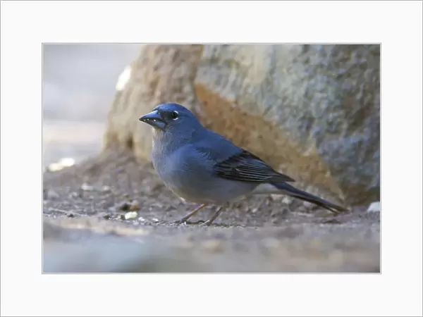 Blue Chaffinch is endemic to Tenerife and Gran Canaria