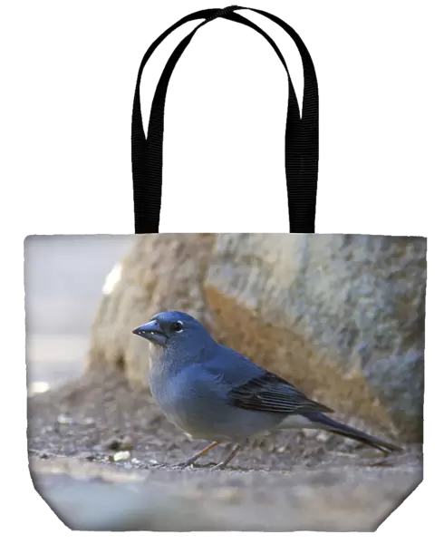 Blue Chaffinch is endemic to Tenerife and Gran Canaria