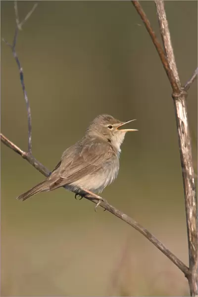 Eastern Olivaceous Warbler singing, Iduna pallida
