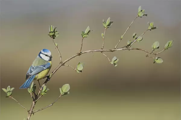 Blue Tit (Cyanistes caeruleus) in a tree during spring, Italy