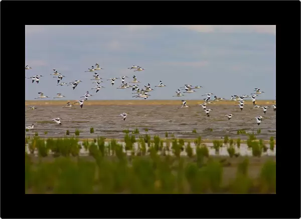 Pied Avocet flock flying, Recurvirostra avosetta