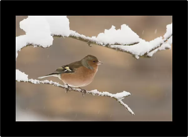 Common Chaffinch male perched on branch in winter, Fringilla coelebs