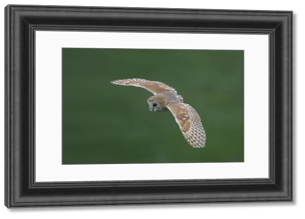 Common Barn Owl in flight