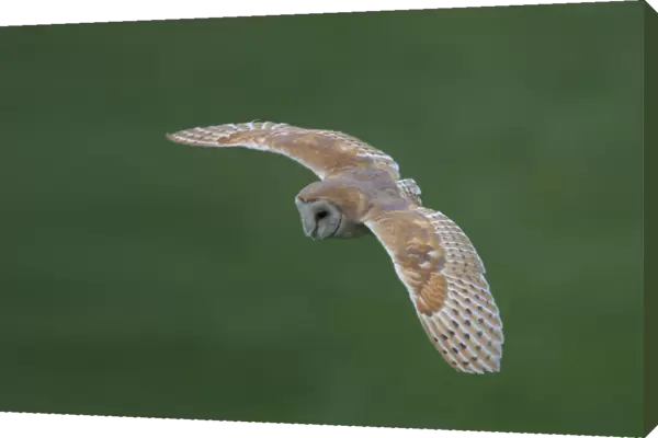 Common Barn Owl in flight