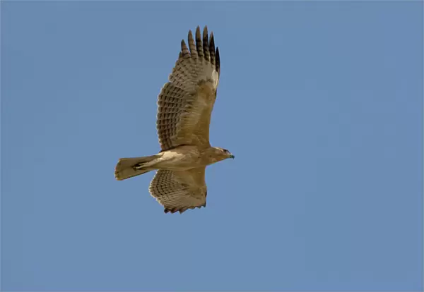 Immature Bonelli's Eagle in flight, Aquila fasciata, Oman