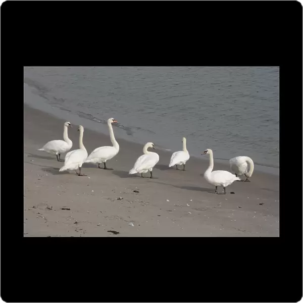 Mute Swan group standing along coast, Cygnus olor