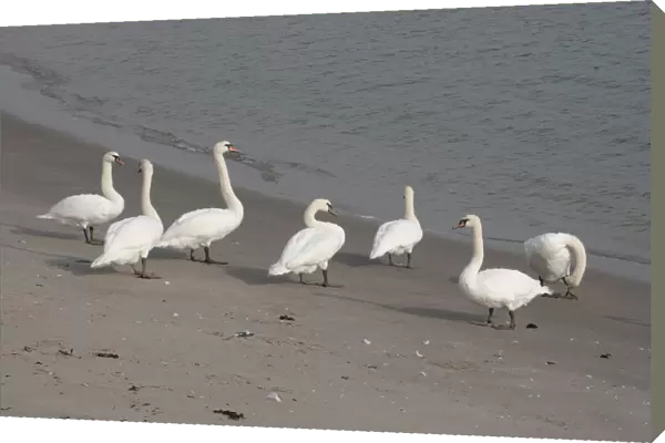 Mute Swan group standing along coast, Cygnus olor