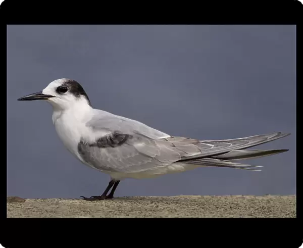 Common Tern winterplumage, Sterna hirundo, Azores