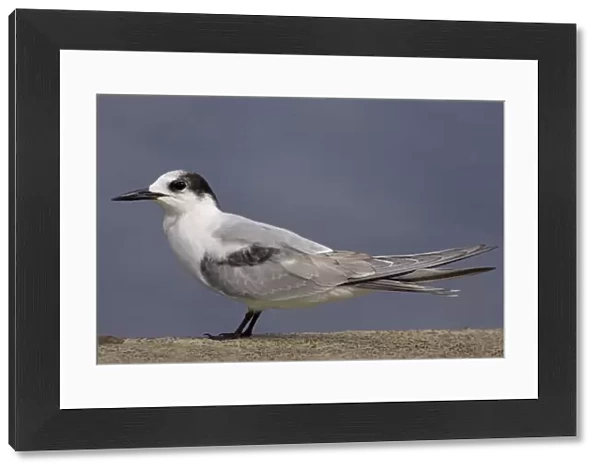 Common Tern winterplumage, Sterna hirundo, Azores