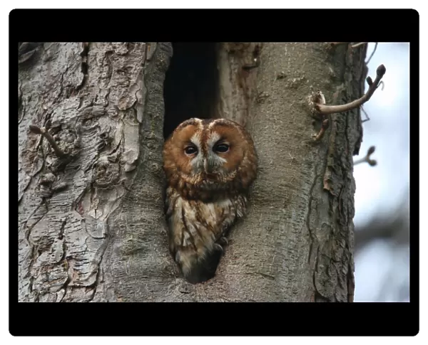 Tawny Owl resting in tree, Strix aluco