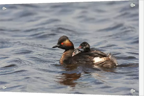 Black-necked Grebe pair with young, Podiceps nigricollis