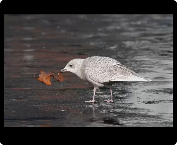 Iceland Gull in first winter plumage, Larus glaucoides