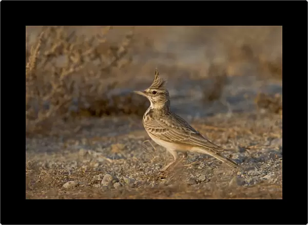 Crested Lark perched, Galerida cristata, Oman