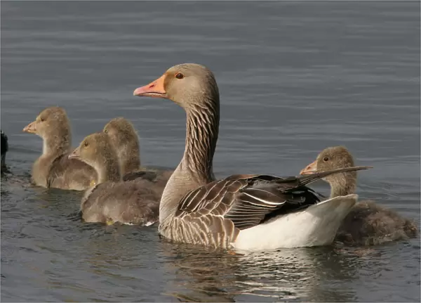 Greylag Goose with young, Anser anser