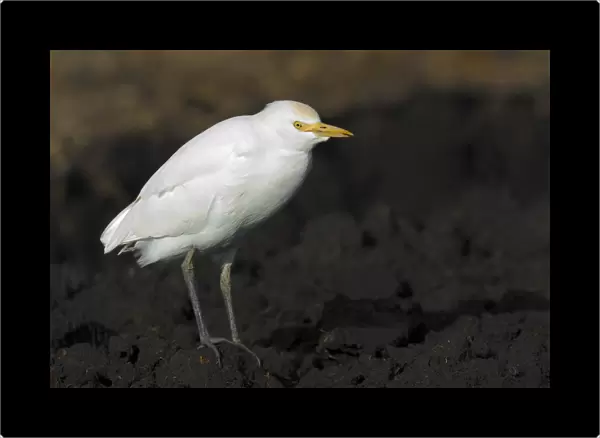 Cattle Egret perched on ground, Italy