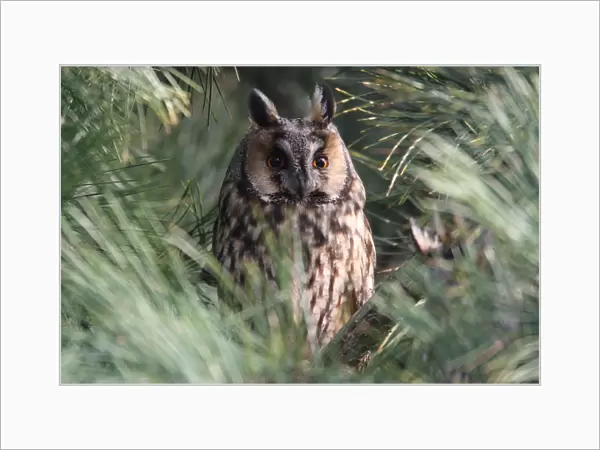 Long-eared Owl perched on branch, Asio otus