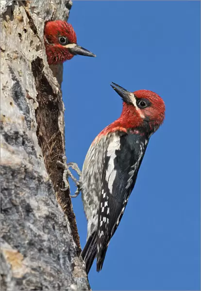 Red-breasted Sapsucker, Sphyrapicus ruber