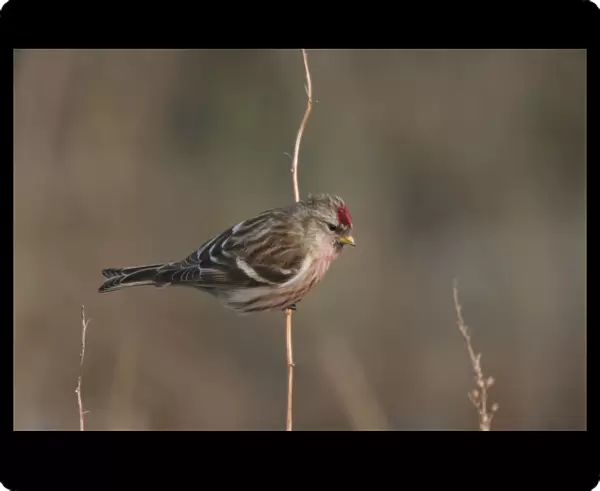 Mealy Redpoll perched