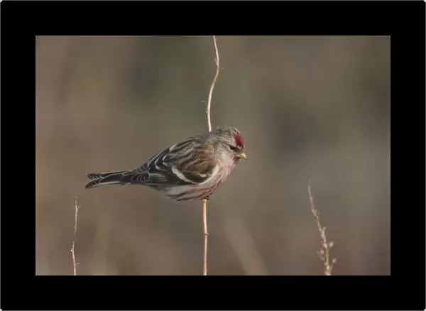 Mealy Redpoll perched