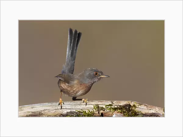 Male Dartford Warbler perched on a branch, Sylvia undata, Italy