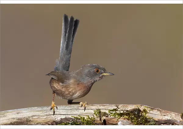 Male Dartford Warbler perched on a branch, Sylvia undata, Italy