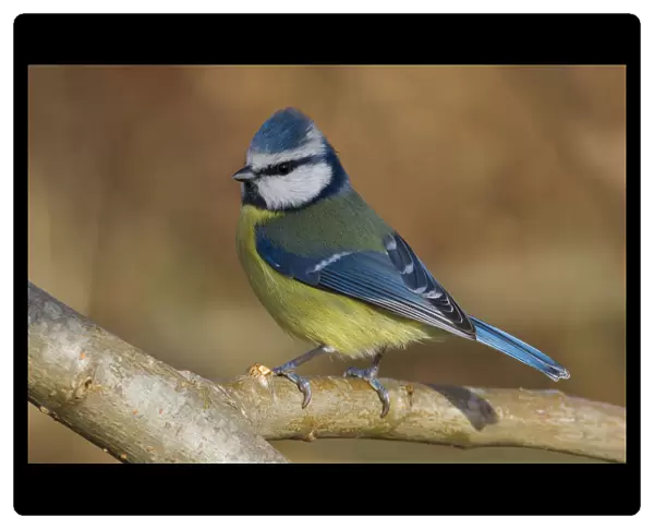 Blue Tit perched on branch, Italy