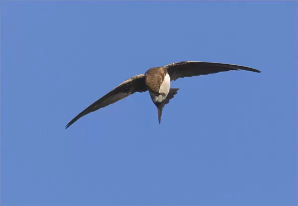 Alpine Swift preening in flight, Tachymarptis melba, Italy