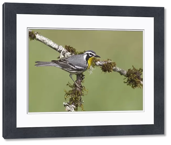 Yellow-throated Warbler, Setophaga dominica, United States