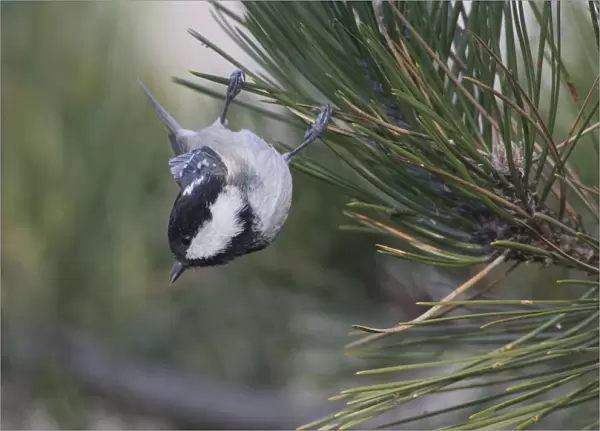 Coal Tit hanging in a pine tree, Periparus ater