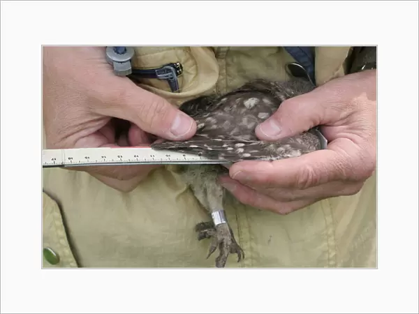 Little Owl chick measured and weighted by researcher, Athene noctua