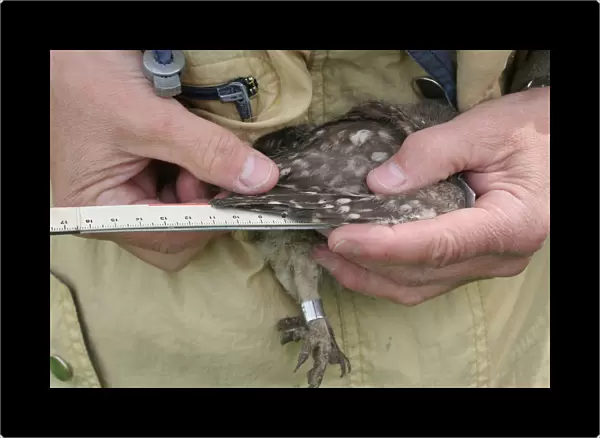 Little Owl chick measured and weighted by researcher, Athene noctua