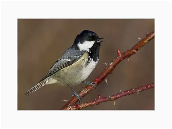 Coal Tit perched on thorny branch, Periparus ater, Italy