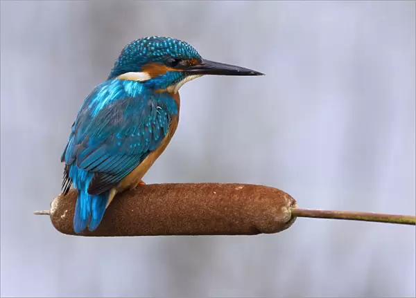 Male Common Kingfisher perched on Bulrush, Alcedo atthis, Italy
