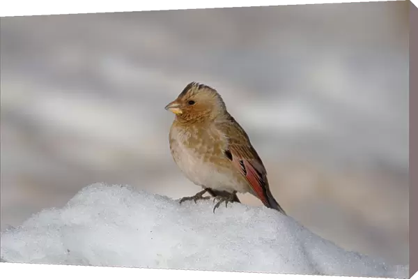 Male Asian Crimson-winged Finch perched in the snow, Rhodopechys sanguineus, Morocco