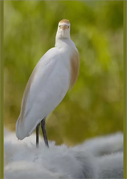 Cattle Egret adult preched on Horse, Italy
