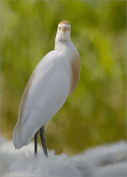 Cattle Egret adult preched on Horse, Italy