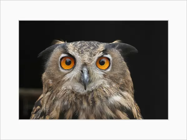 Eurasian Eagle Owl owl portrait